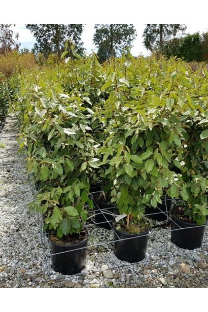 Саджанеці Елеагнуса Еббінге